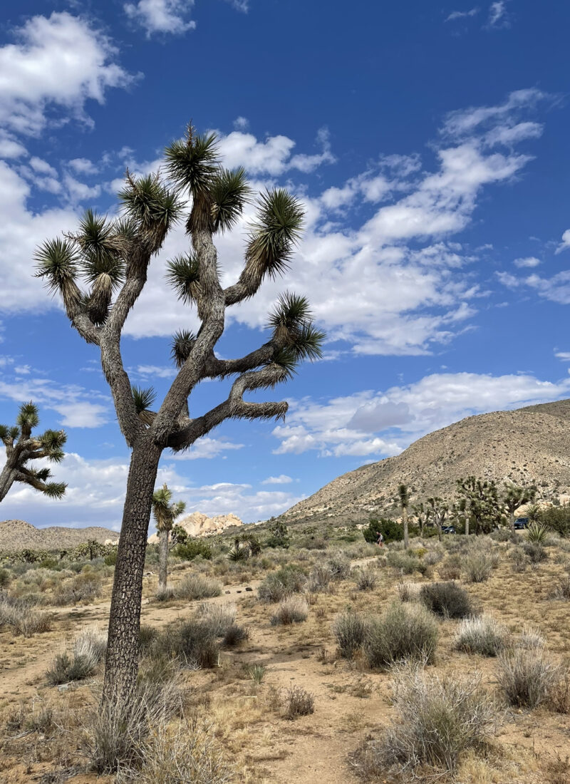 7 Amazing Facts About Joshua Tree National Park
