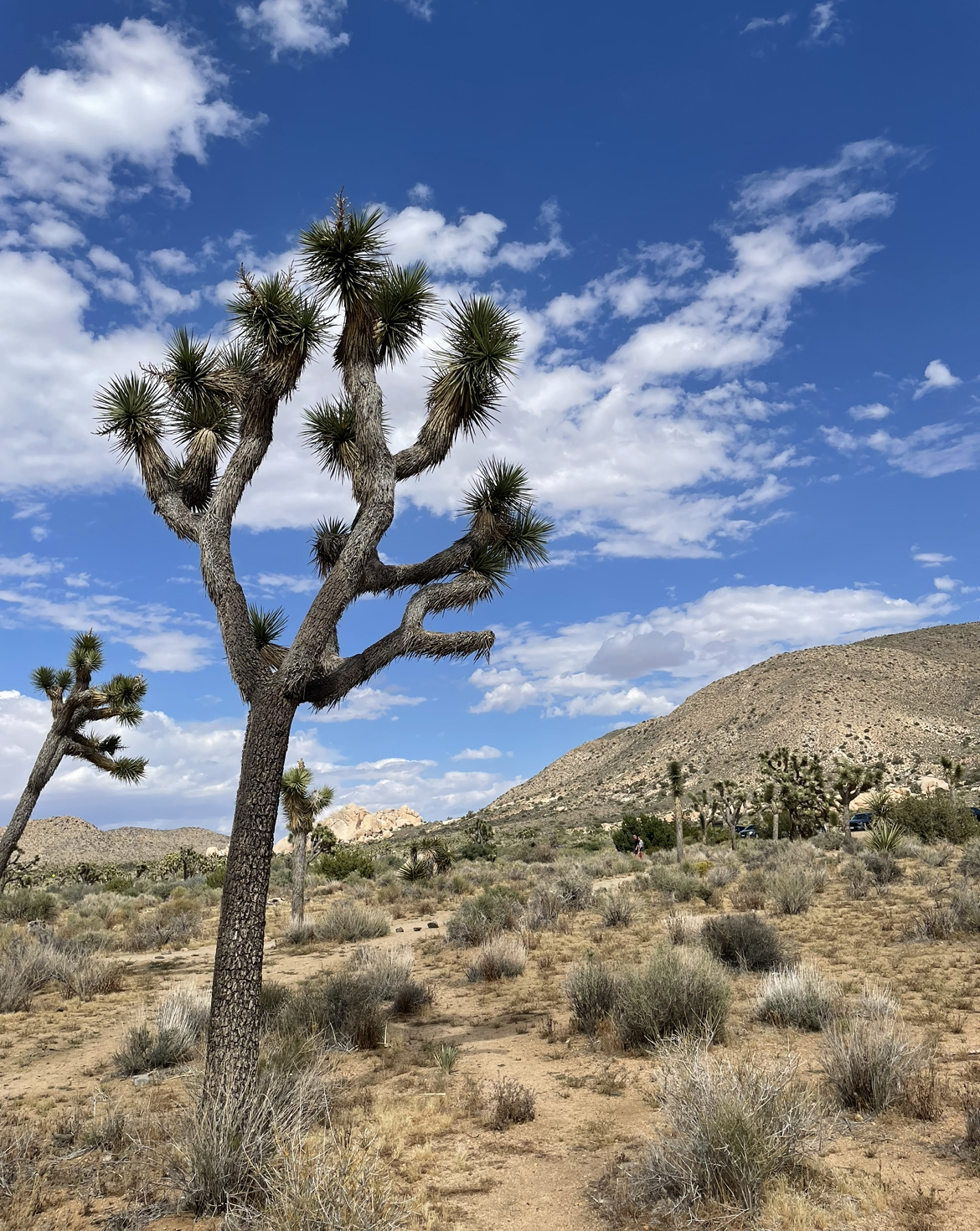 7 Amazing Facts About Joshua Tree National Park Wistful Adventures